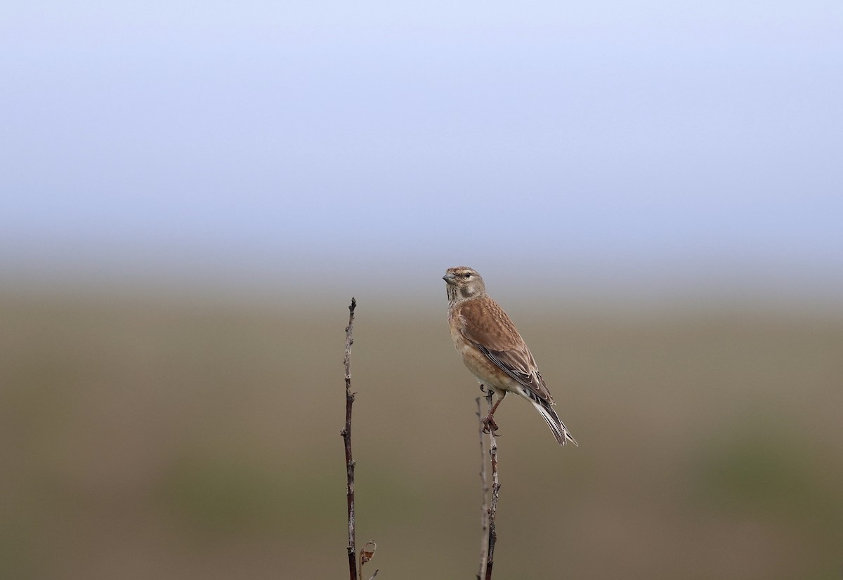 Eurasian Linnet - ML620736965