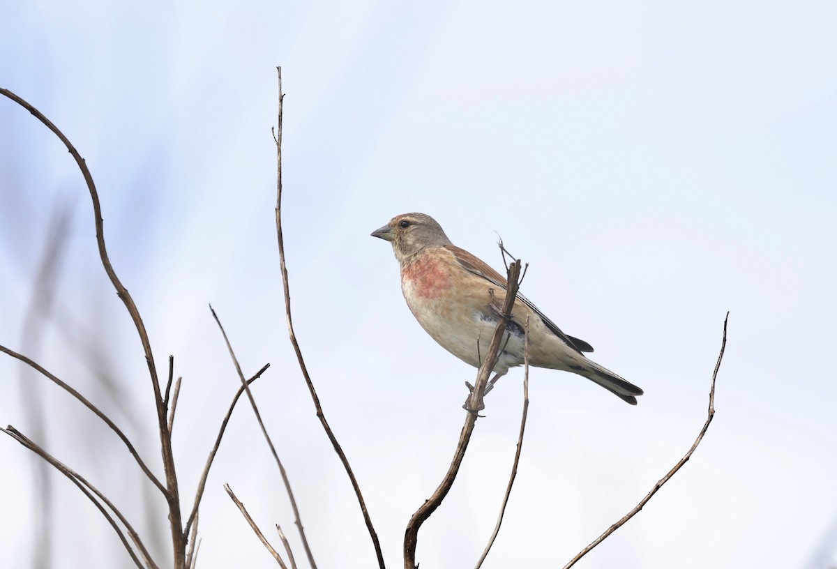 Eurasian Linnet - ML620736966