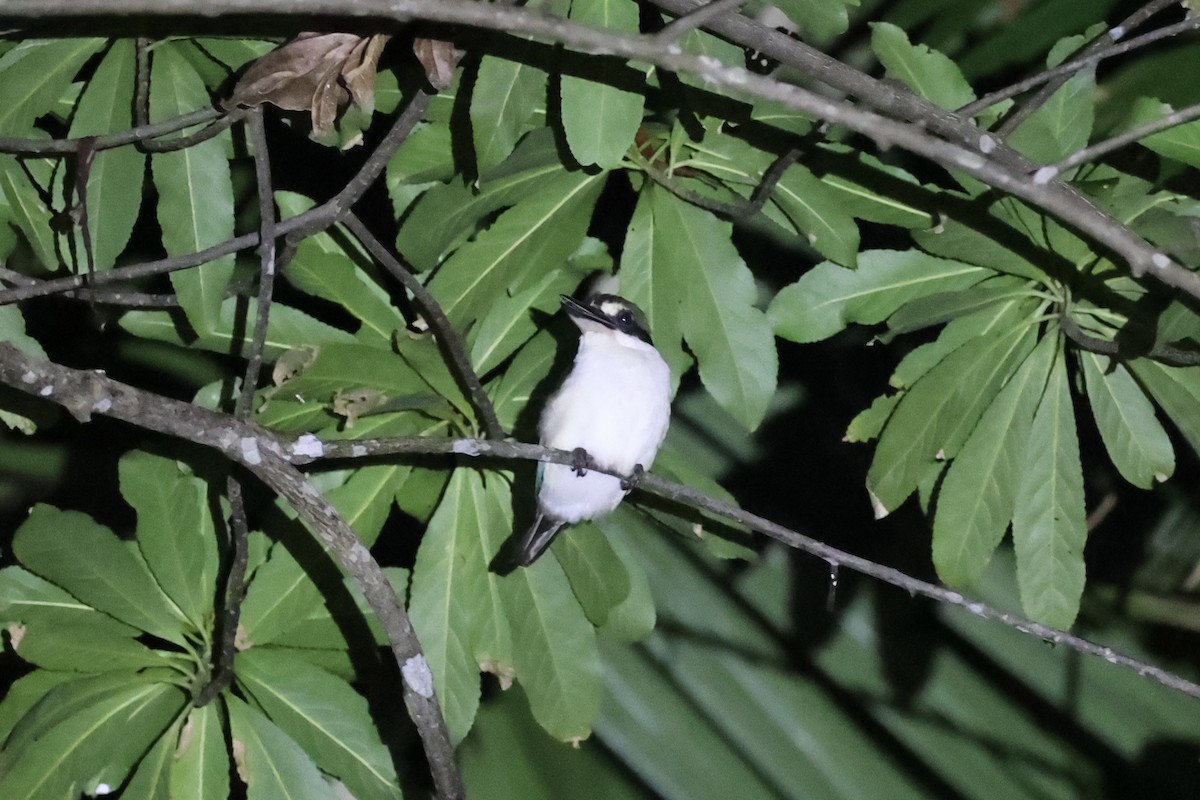 Melanesian Kingfisher - ML620736967