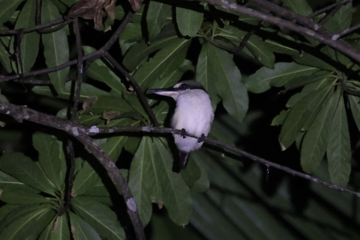 Melanesian Kingfisher - ML620736968