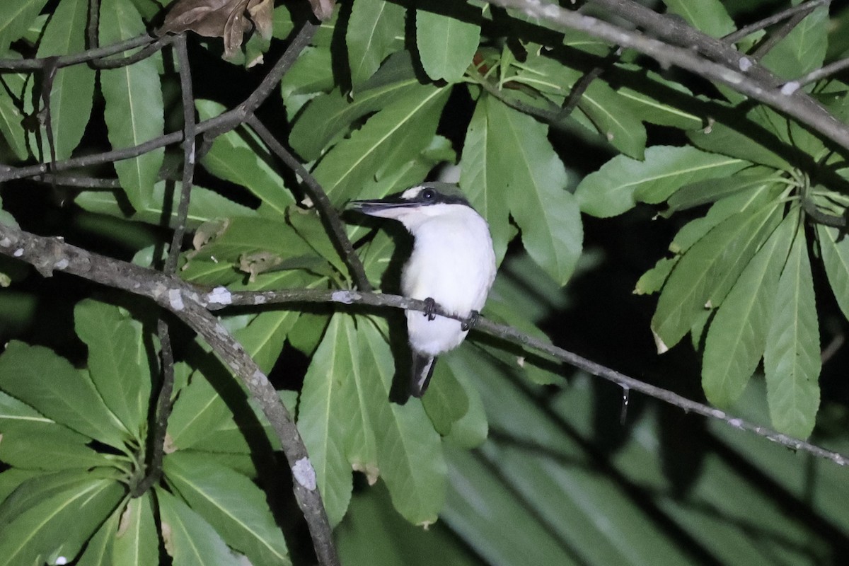 Melanesian Kingfisher - ML620736969