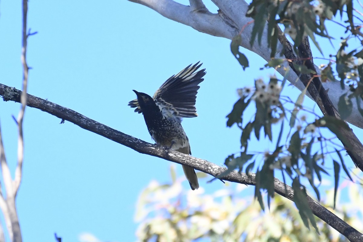 Regent Honeyeater - ML620736970