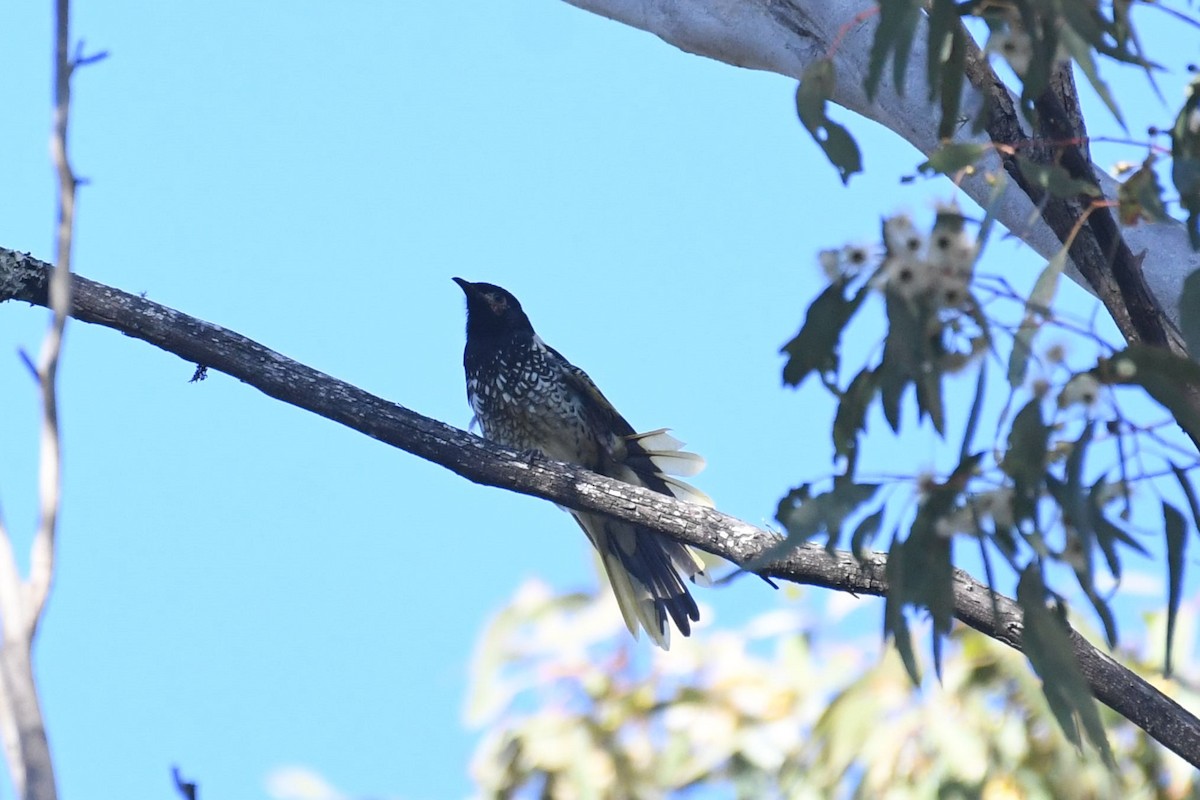 Regent Honeyeater - ML620736971