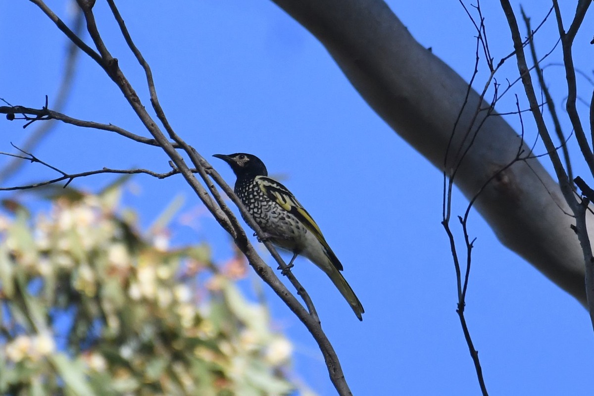 Regent Honeyeater - ML620736972