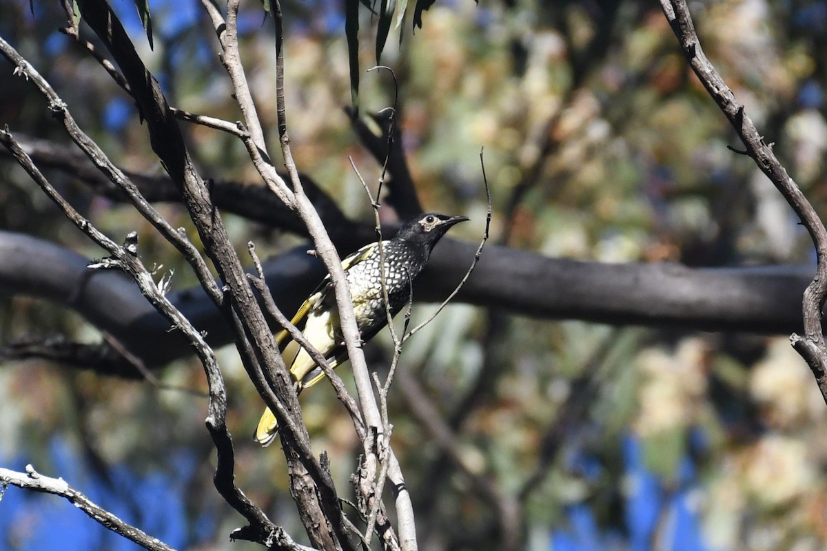 Regent Honeyeater - ML620736973