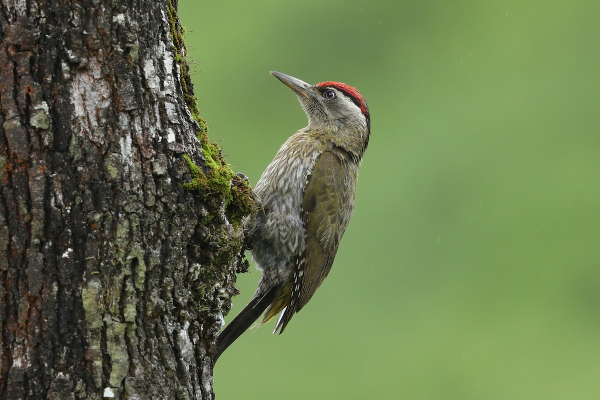 Streak-throated Woodpecker - ML620736974