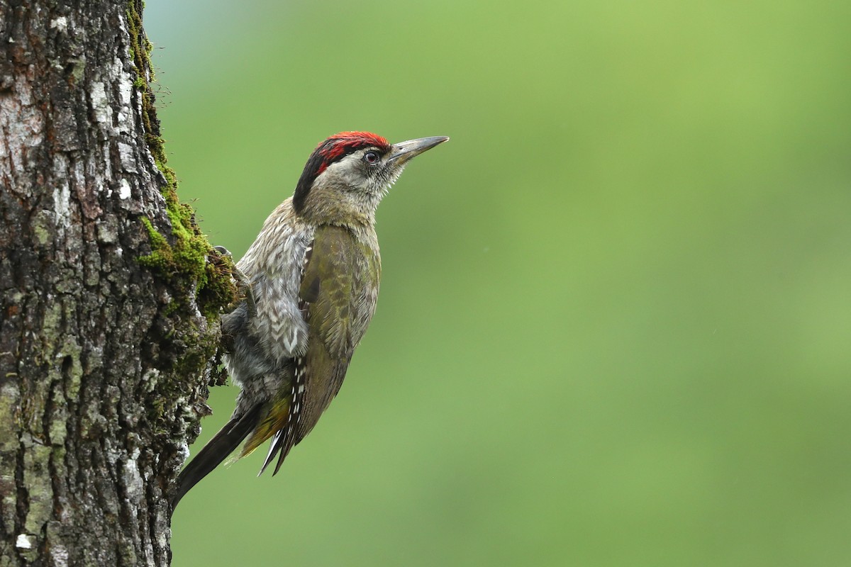 Streak-throated Woodpecker - ML620736975