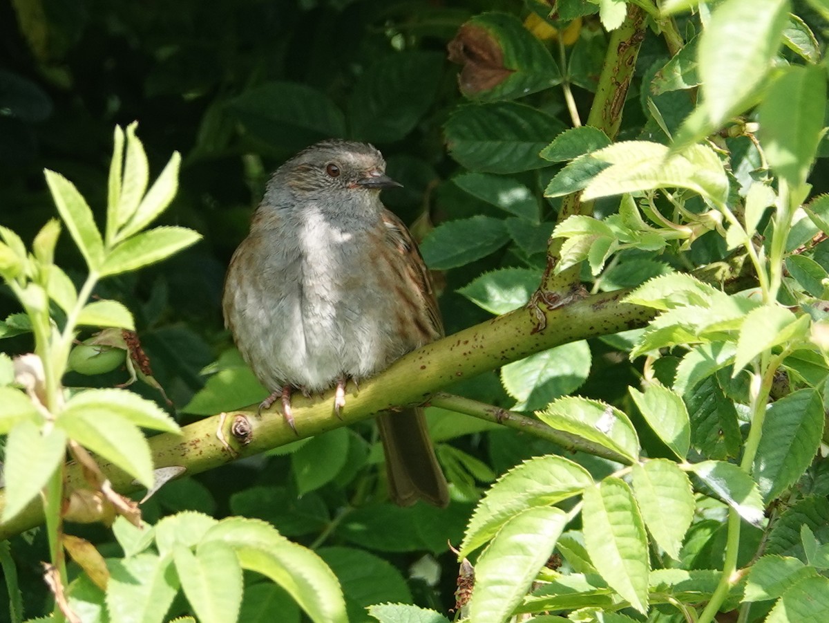 Dunnock - ML620736976