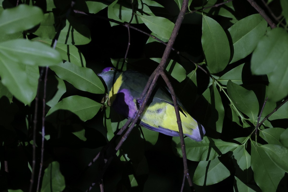 Yellow-bibbed Fruit-Dove - ML620736977