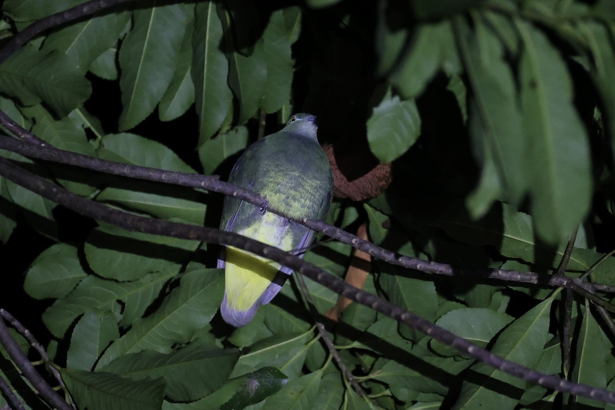 Yellow-bibbed Fruit-Dove - ML620736980