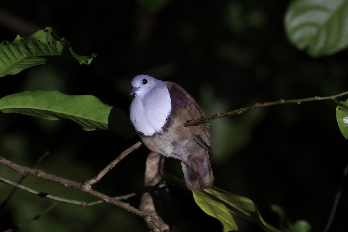 Bronze Ground Dove - ML620736981