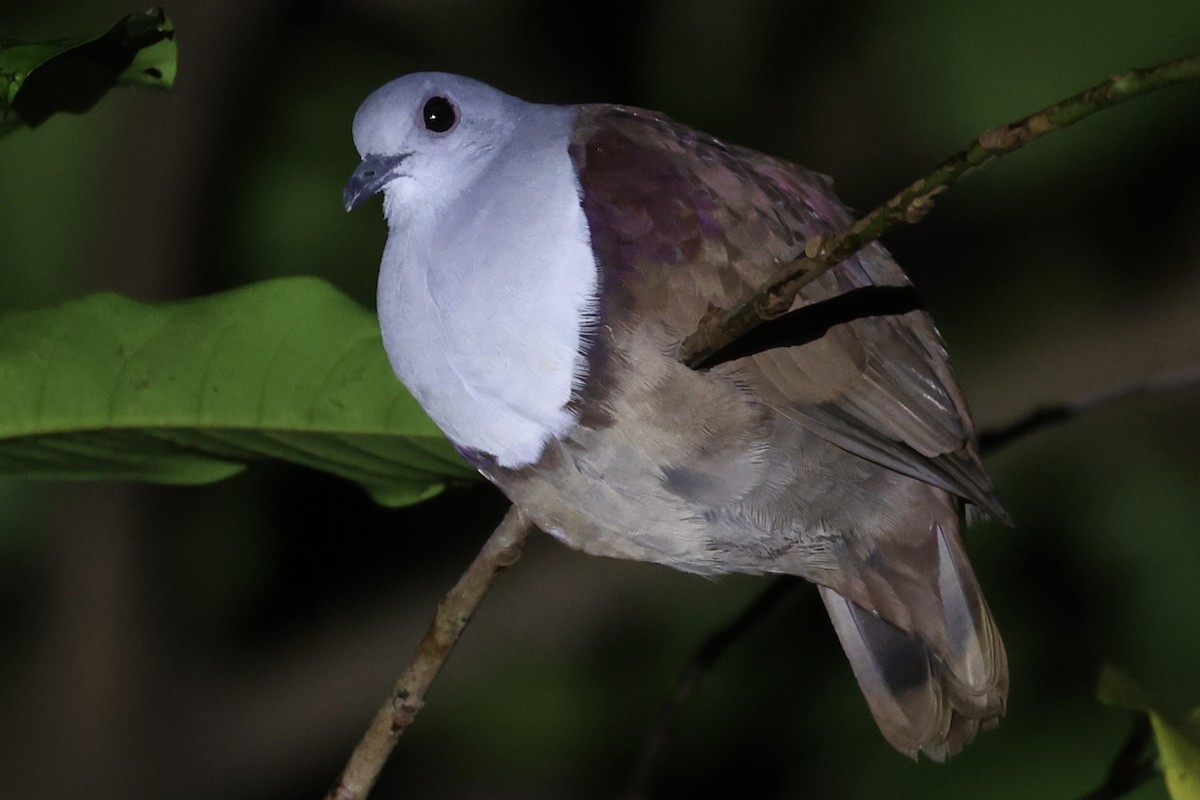 Bronze Ground Dove - ML620736982