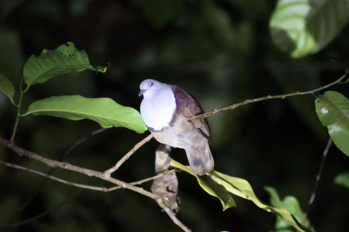 Bronze Ground Dove - ML620736983