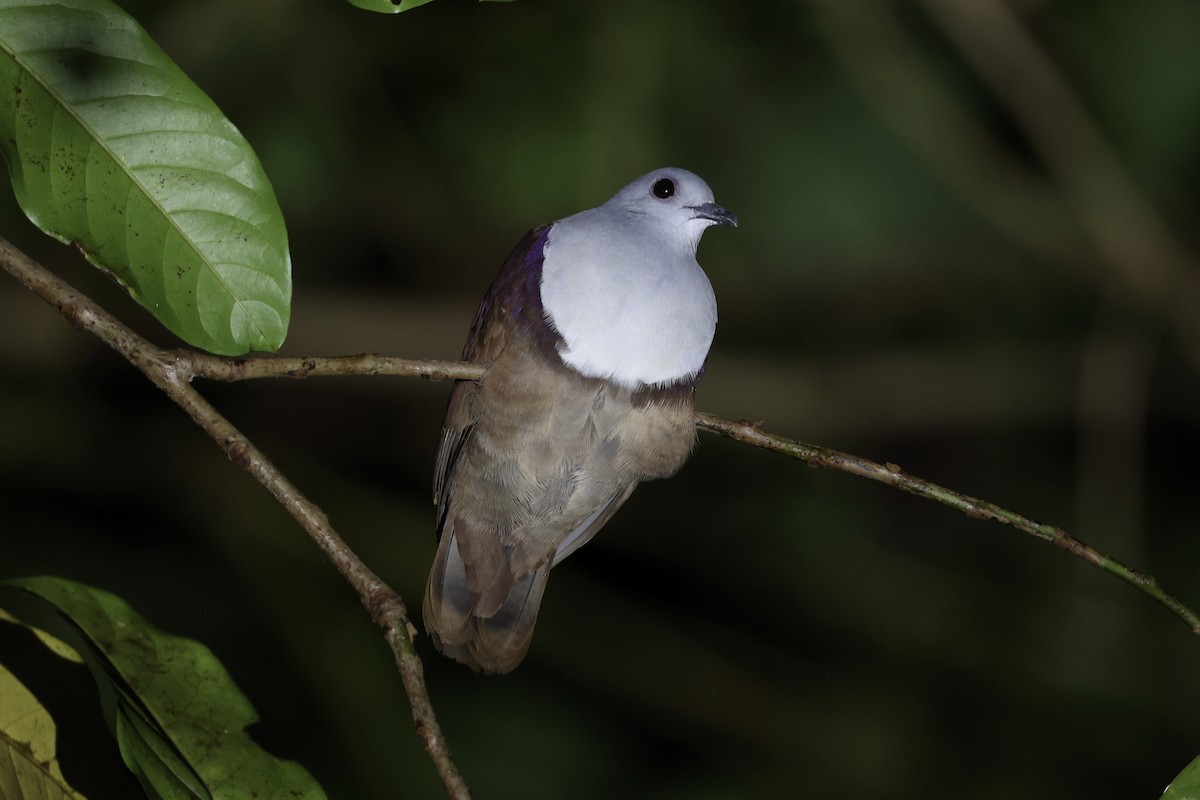 Bronze Ground Dove - ML620736984