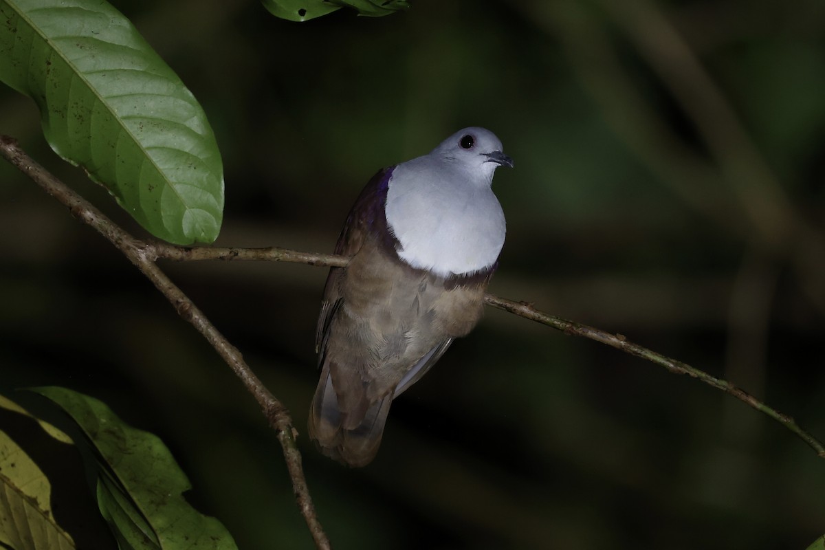 Bronze Ground Dove - ML620736985