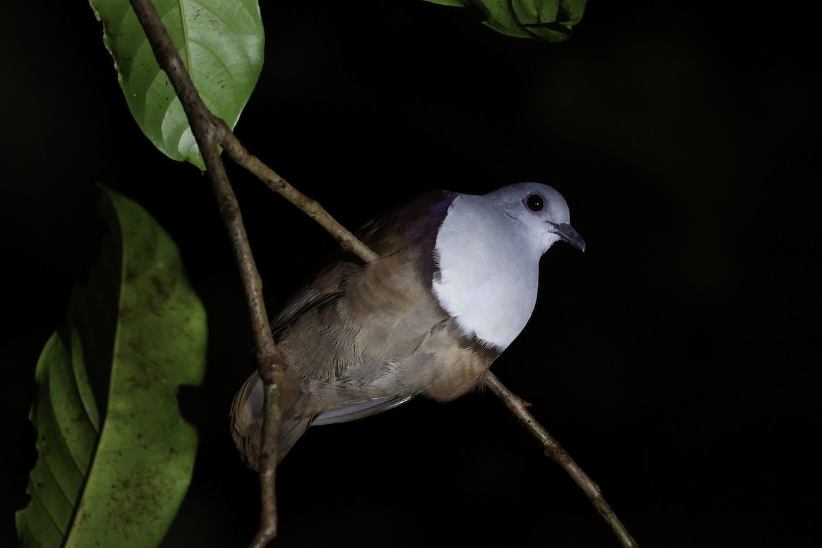 Bronze Ground Dove - Andrew William