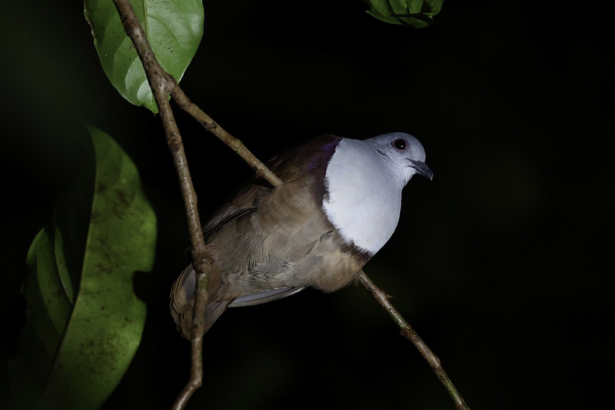 Bronze Ground Dove - ML620736987