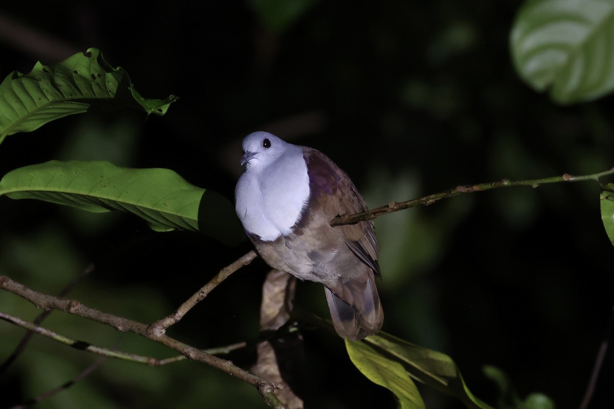 Bronze Ground Dove - Andrew William