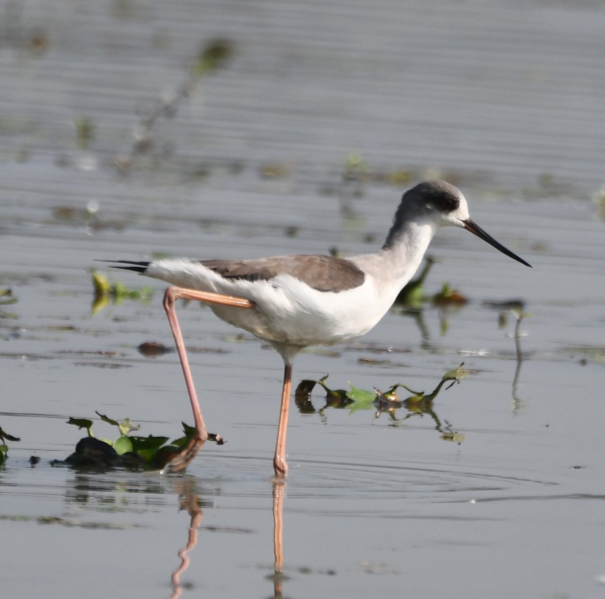 Black-winged Stilt - Aishwarya Vijayakumar