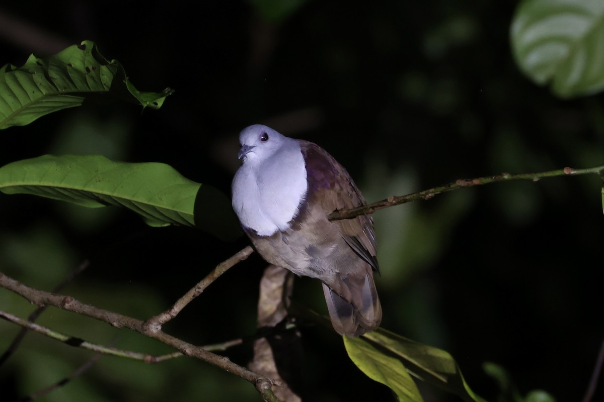 Bronze Ground Dove - ML620736990