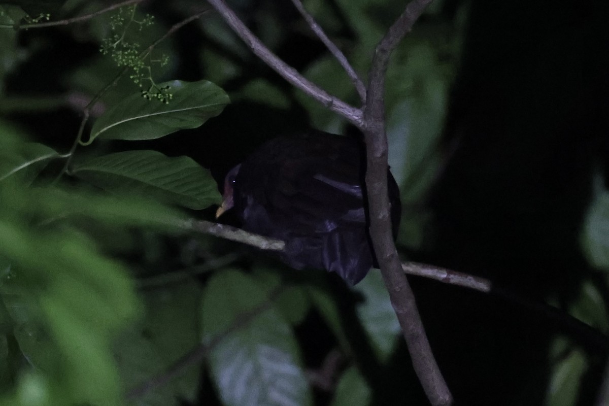 Melanesian Megapode - ML620736992