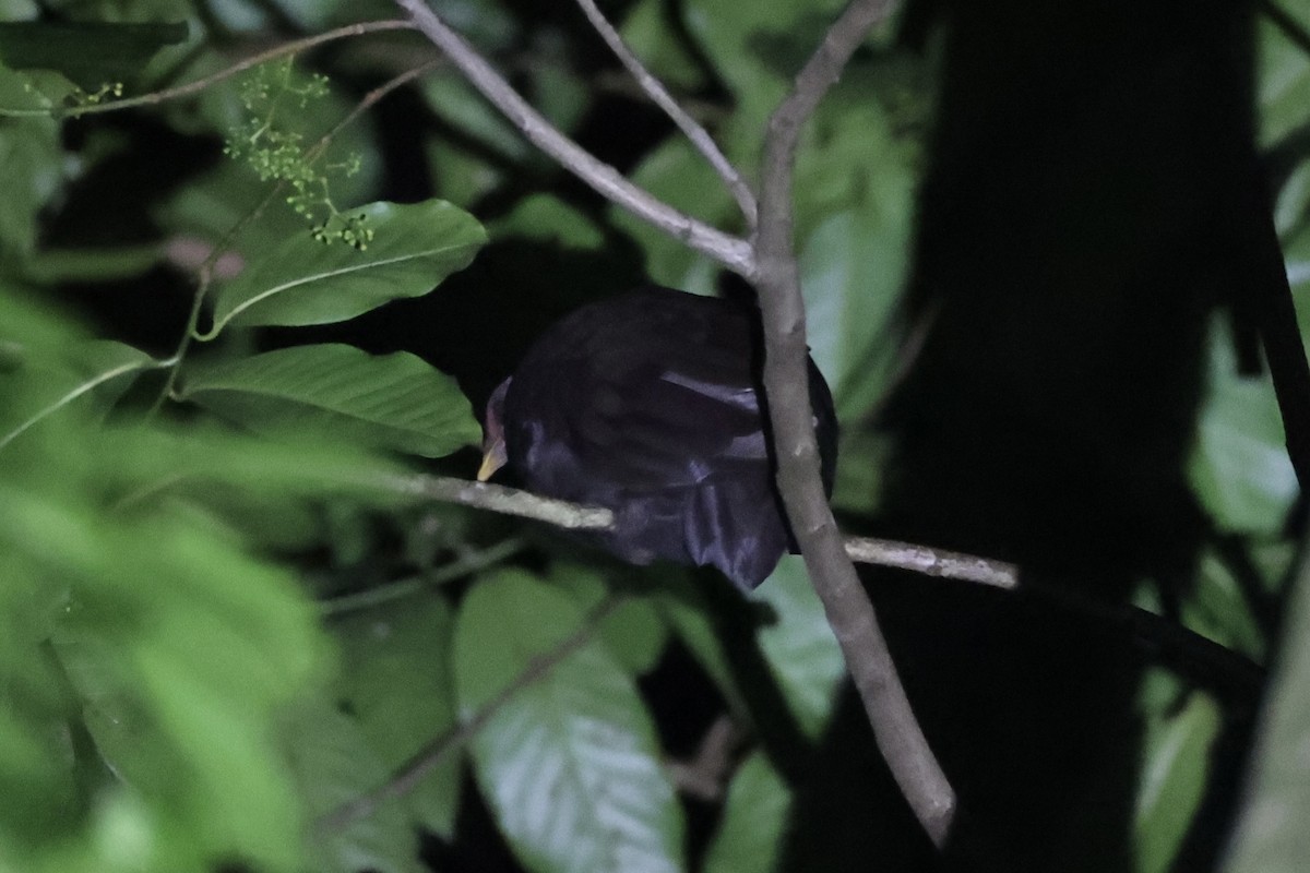 Melanesian Megapode - Andrew William