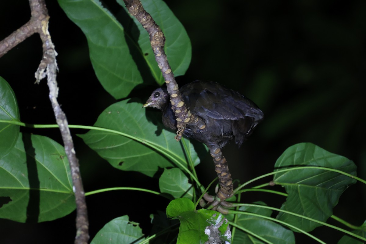 Melanesian Megapode - Andrew William