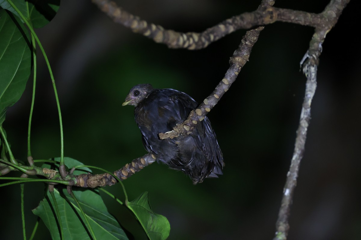 Melanesian Megapode - ML620736998