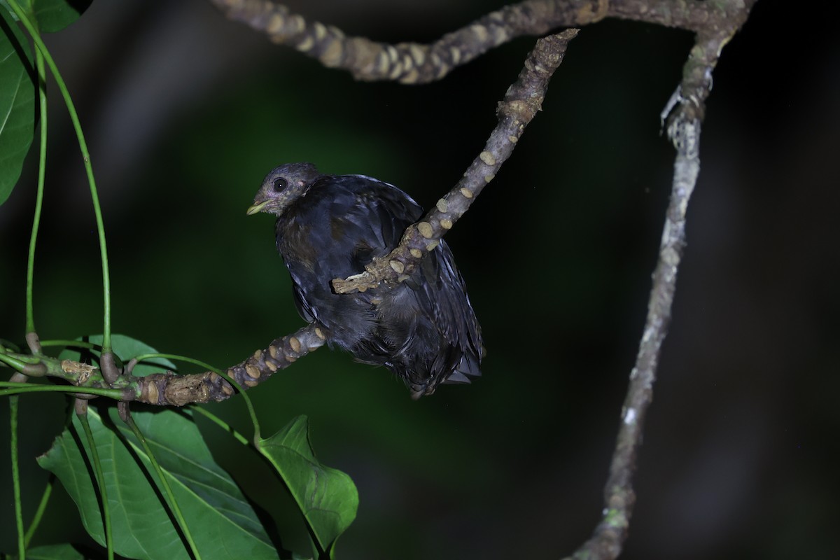 Melanesian Megapode - ML620736999