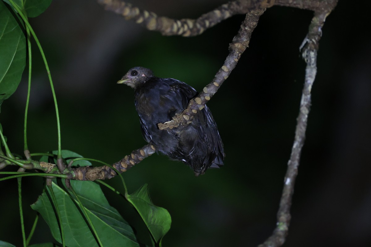 Melanesian Megapode - ML620737001