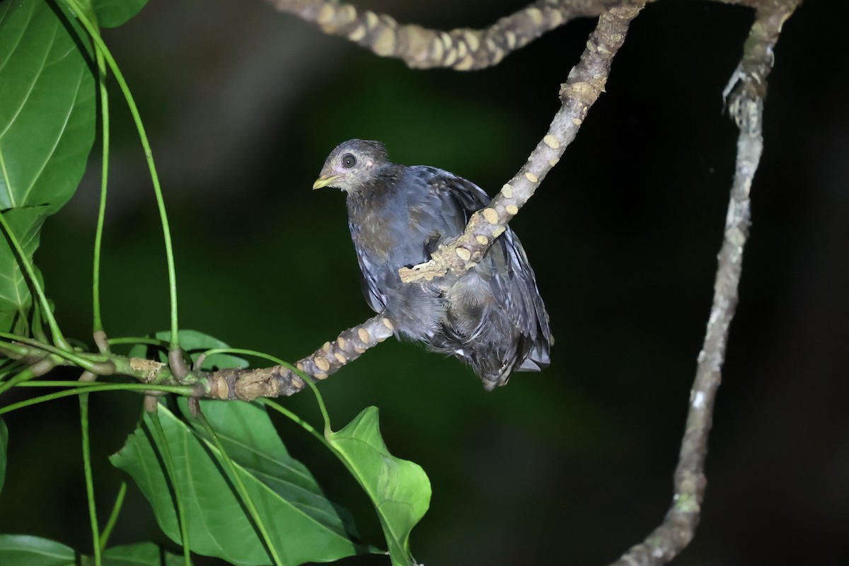 Melanesian Megapode - ML620737002