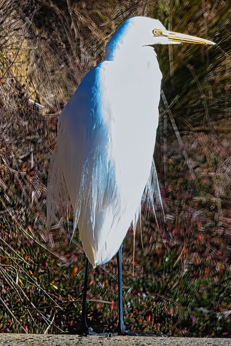 Great Egret (modesta) - ML620737011