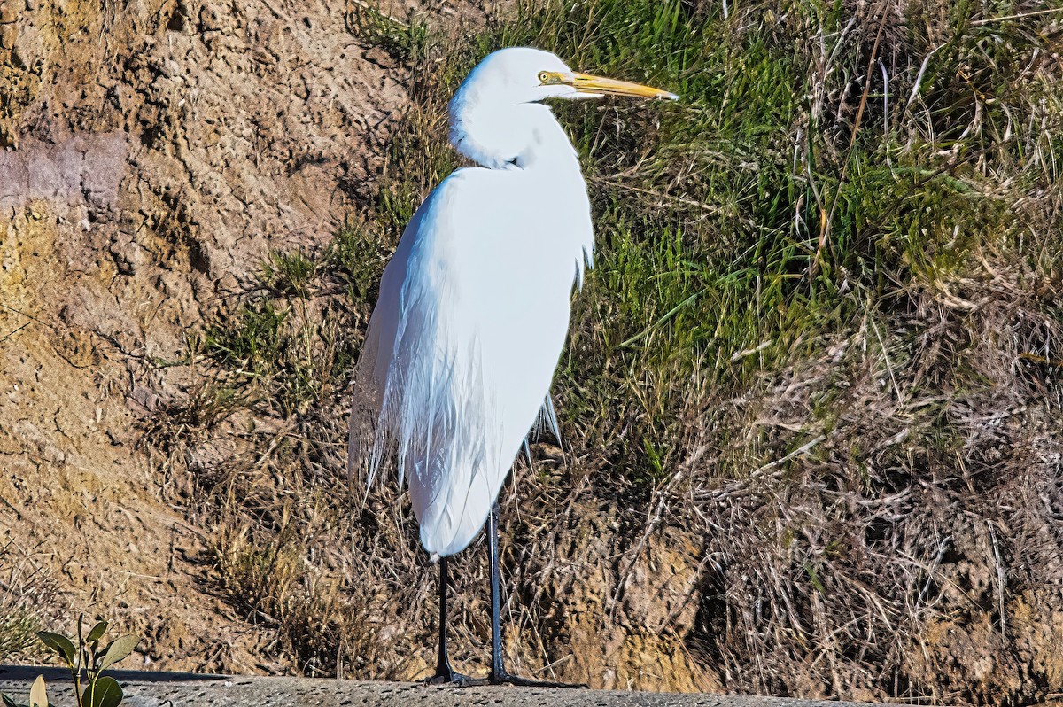 volavka bílá (ssp. modesta) - ML620737012