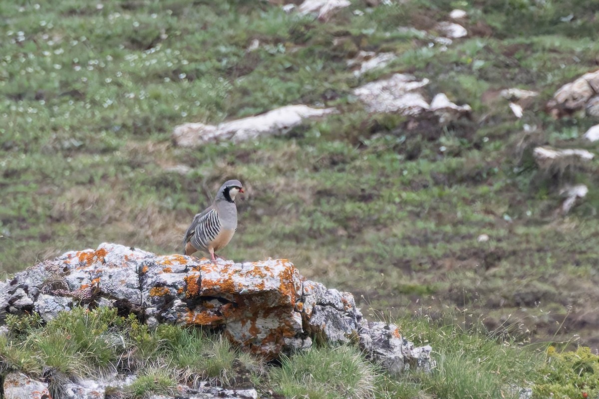 Rock Partridge - ML620737017