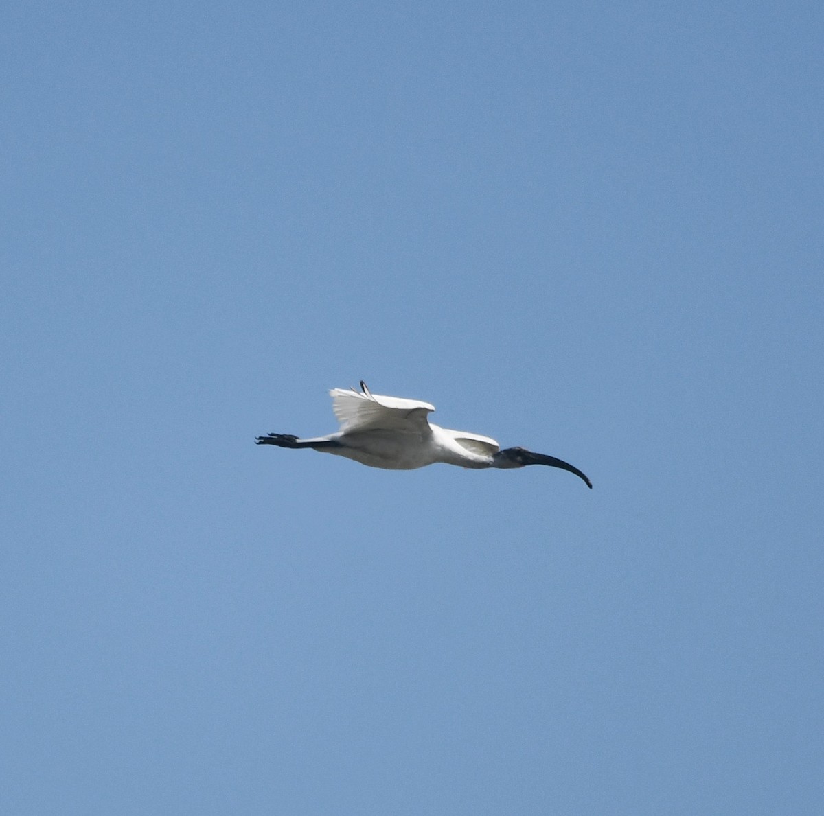 Black-headed Ibis - ML620737027