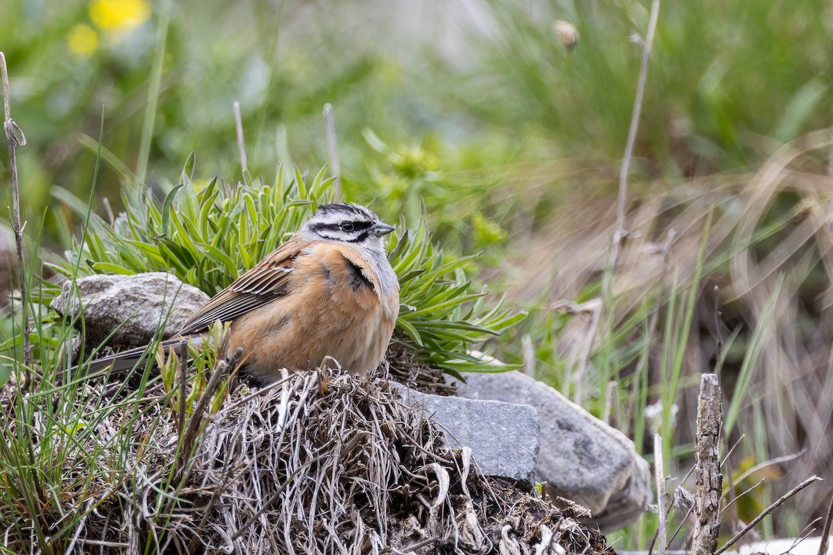 Rock Bunting - ML620737028