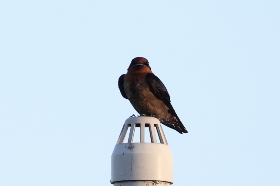 Pacific Swallow - ML620737030