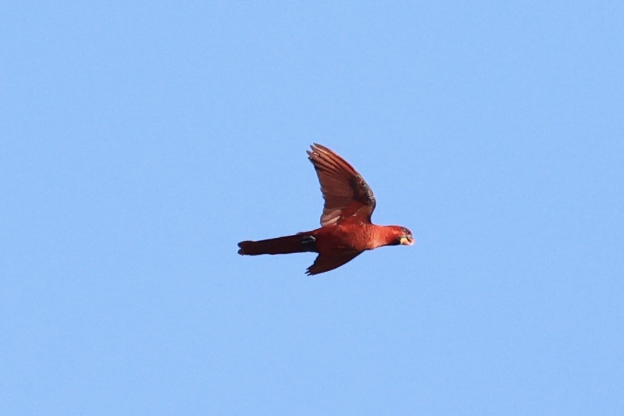 Cardinal Lory - ML620737038