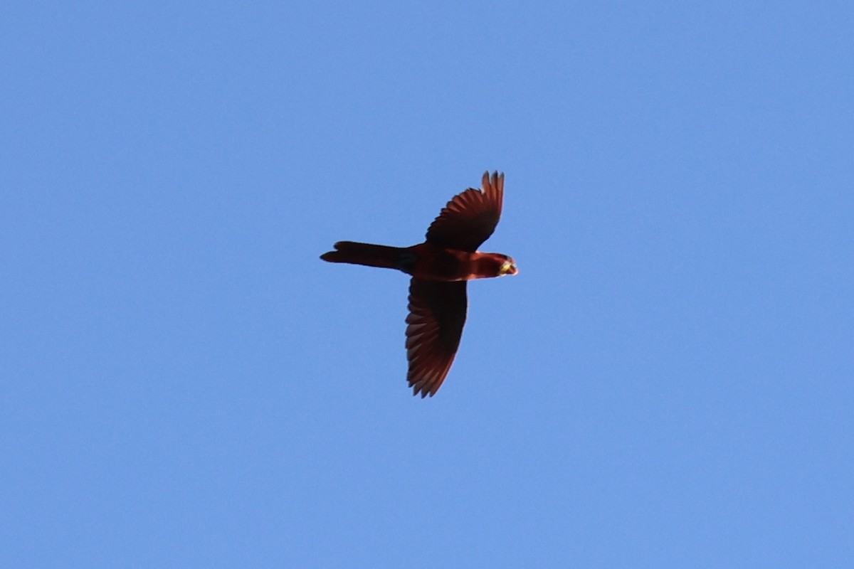 Cardinal Lory - ML620737040