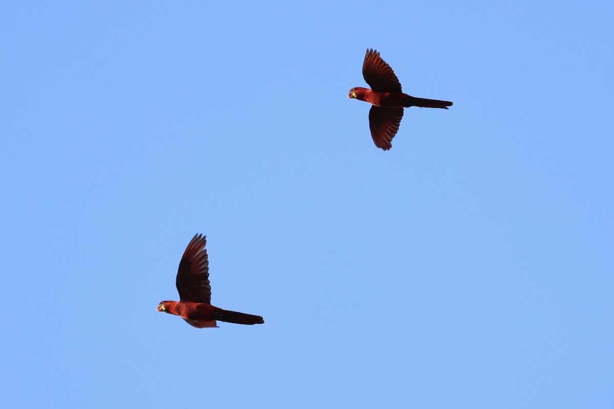 Cardinal Lory - ML620737041