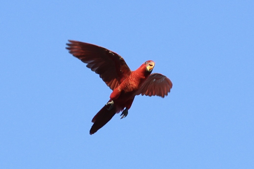 Cardinal Lory - ML620737043