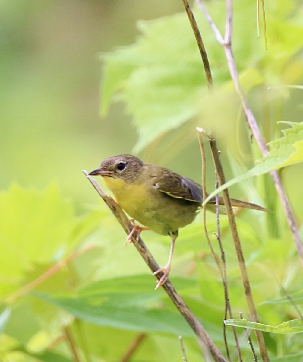 Weidengelbkehlchen - ML620737046