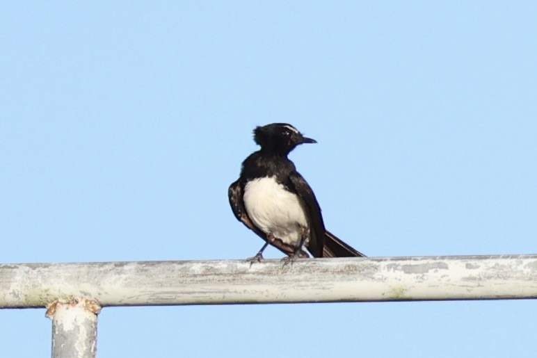 Willie-wagtail - ML620737048