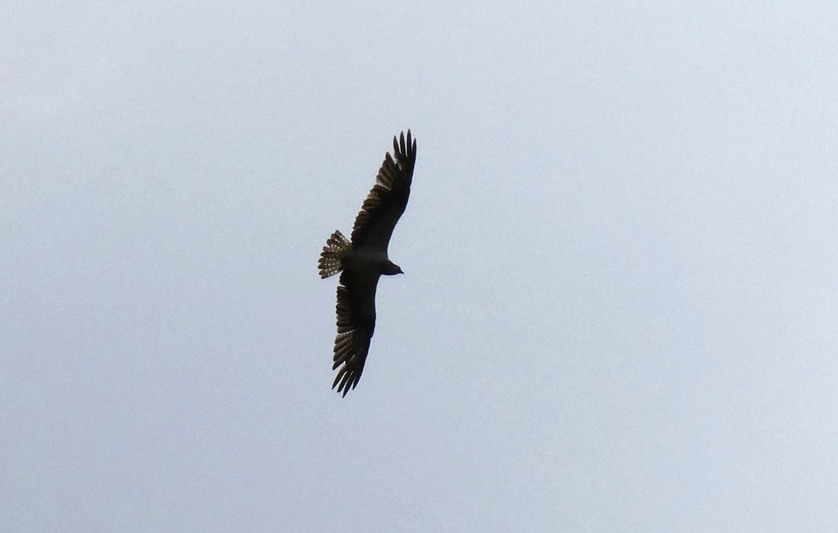 Common Buzzard - ML620737049