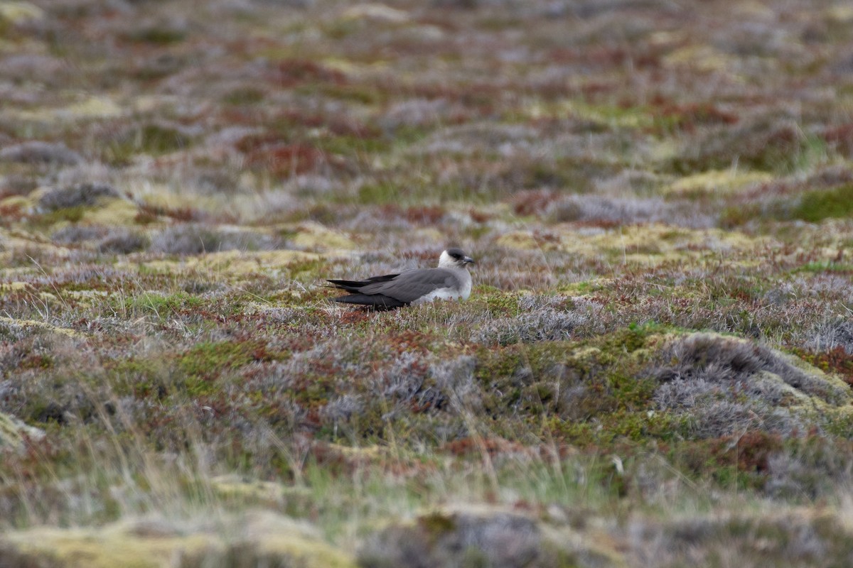 Parasitic Jaeger - ML620737050