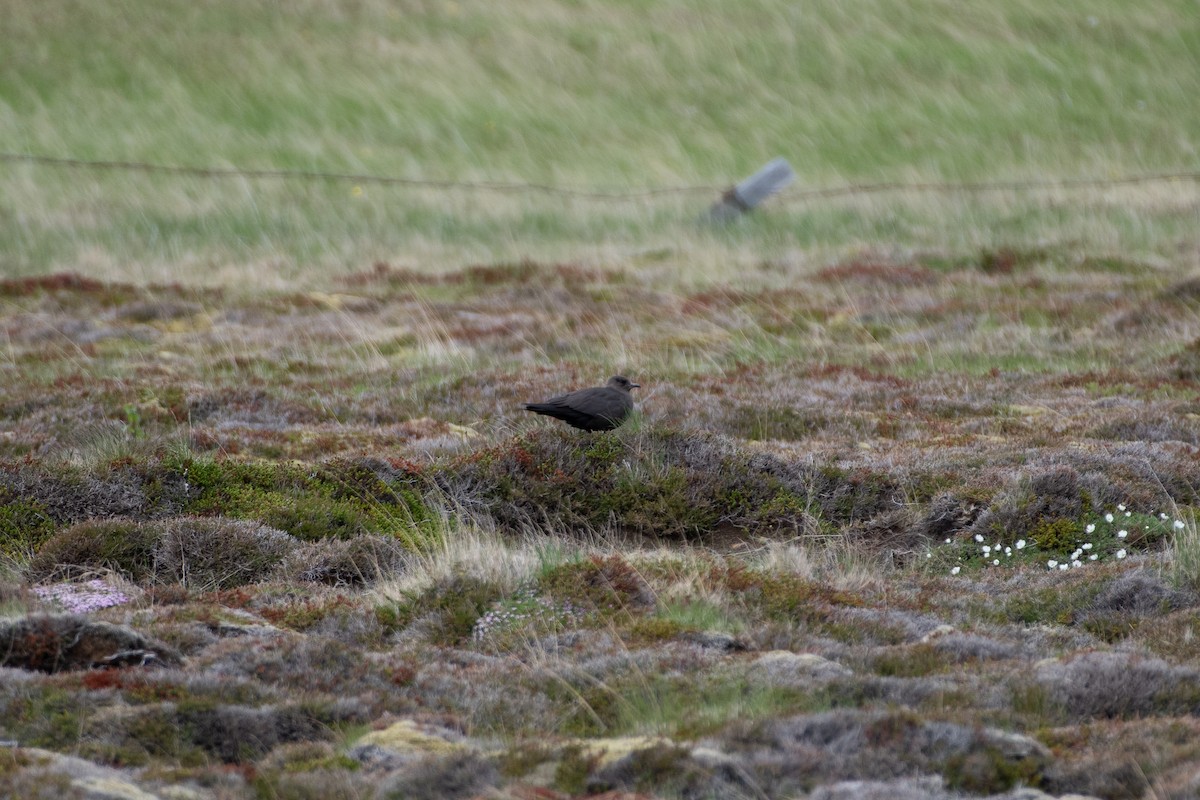 Parasitic Jaeger - ML620737051