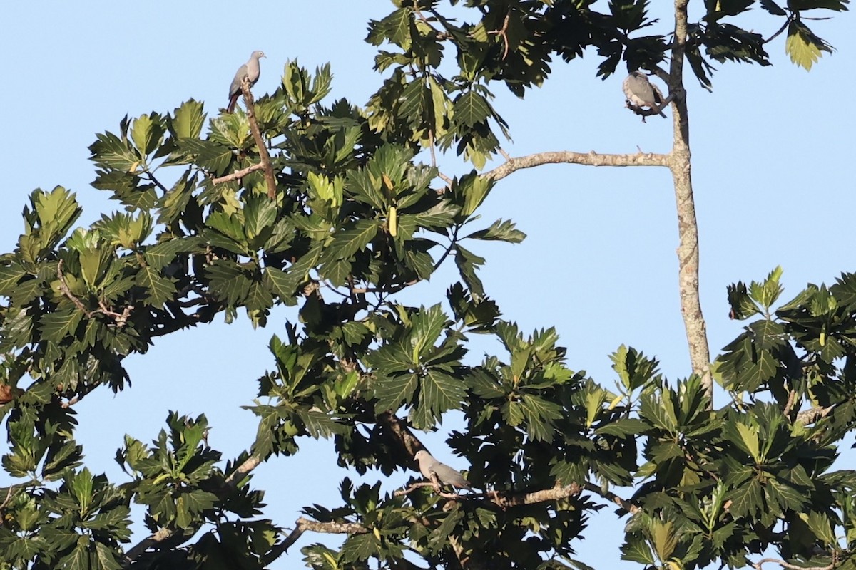 Island Imperial-Pigeon - ML620737052