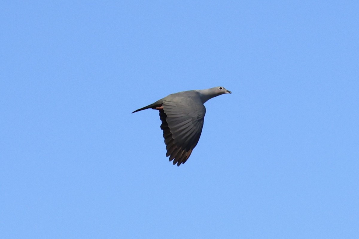 Island Imperial-Pigeon - ML620737054