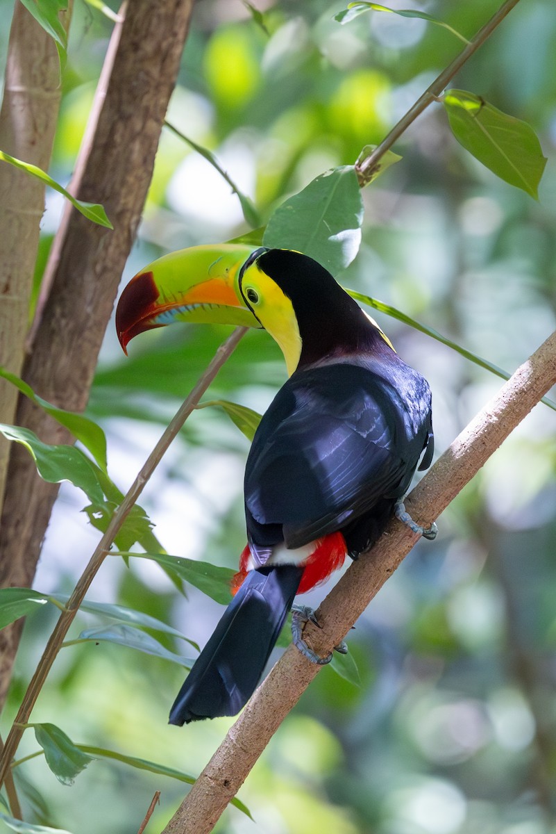 Toucan à carène - ML620737056