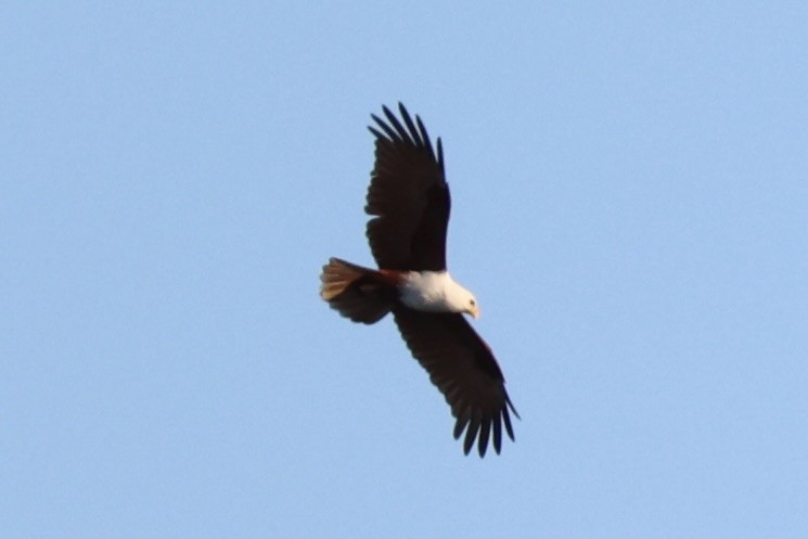 Brahminy Kite - ML620737058